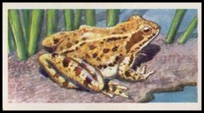 46 The Common Frog